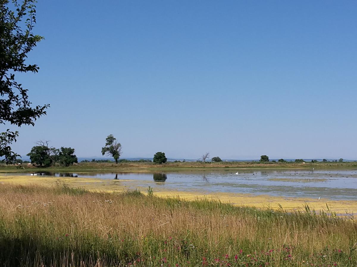 Gaestehaus Ringbauer Podersdorf am See Dış mekan fotoğraf